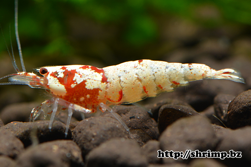 hybrid shrimp 26