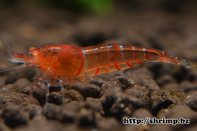 hybrid-shrimp-39