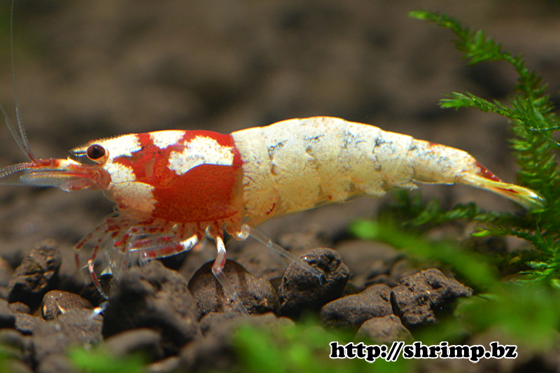 hybrid-shrimp-14