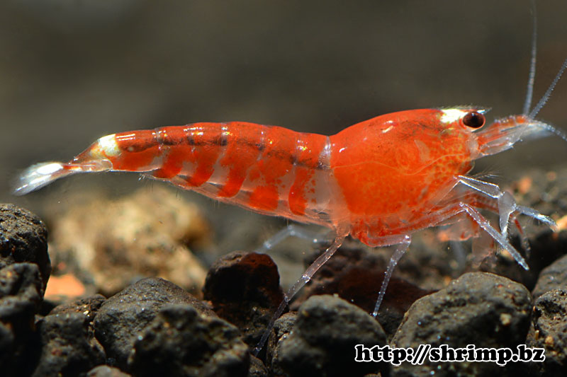 hybrid-shrimp-23