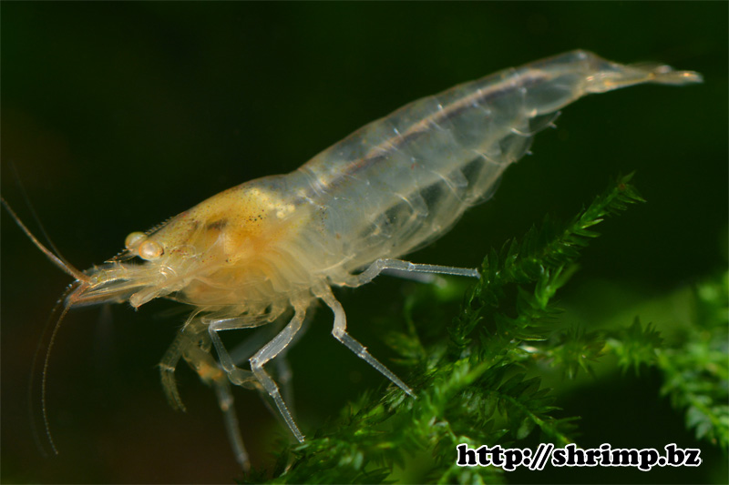 hybrid shrimp 10