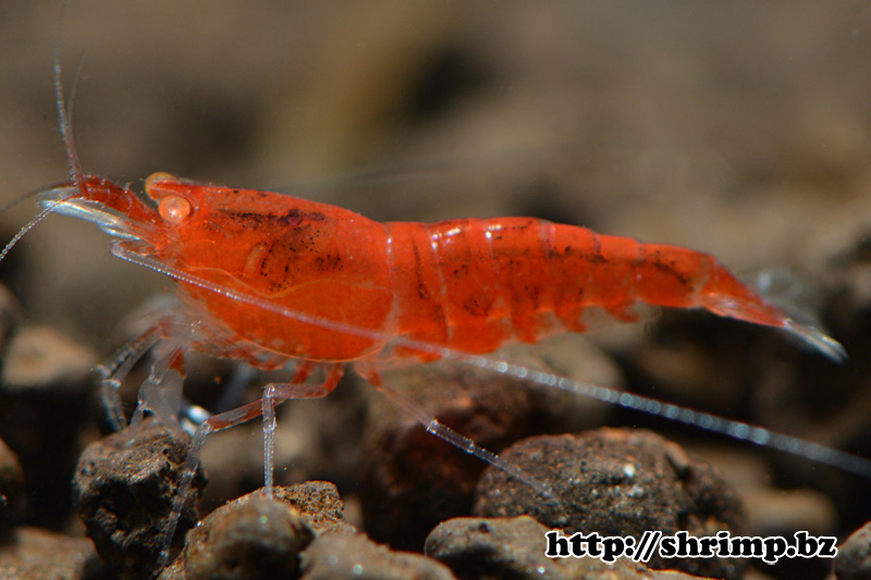 hybrid shrimp 17