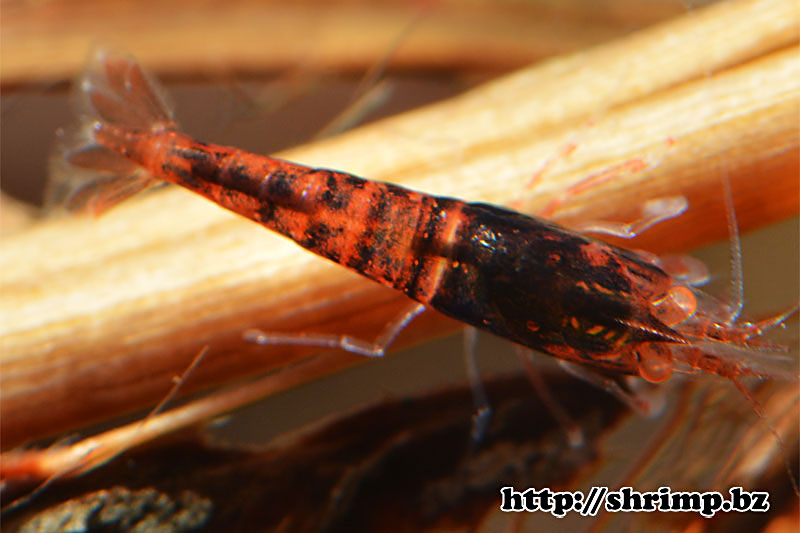 hybrid-shrimp-7