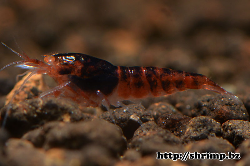 hybrid-shrimp-7