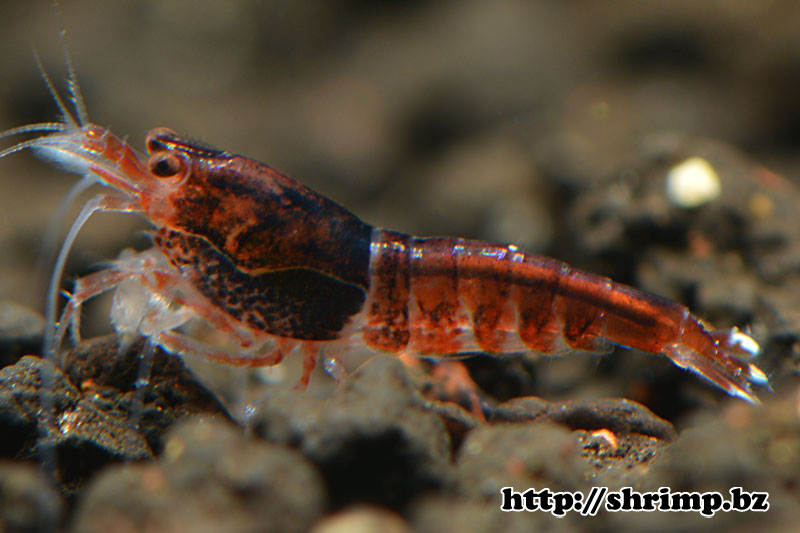 hybrid-shrimp-9