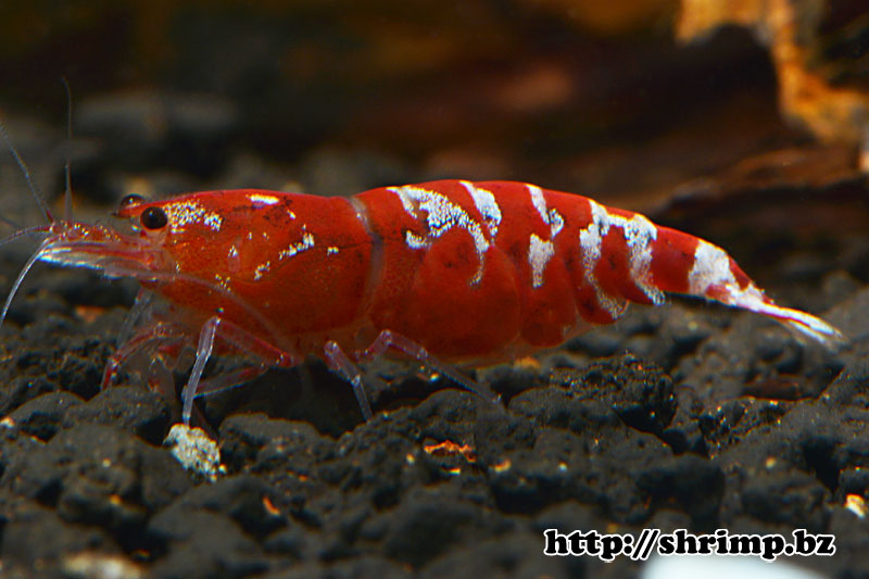 hybrid-shrimp-5