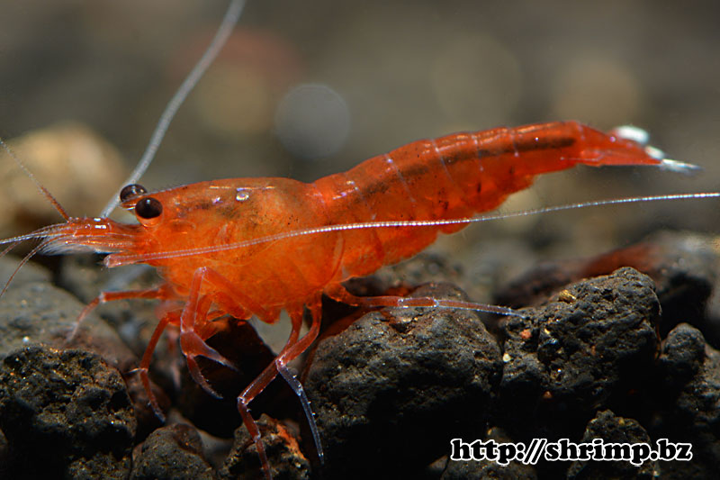hybrid-shrimp-6