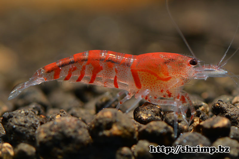 hybrid-shrimp-15