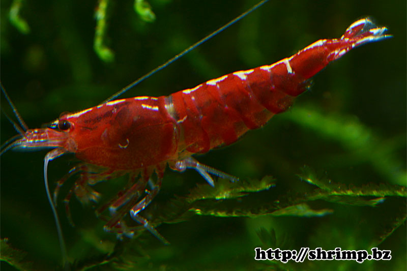 hybrid-shrimp-11