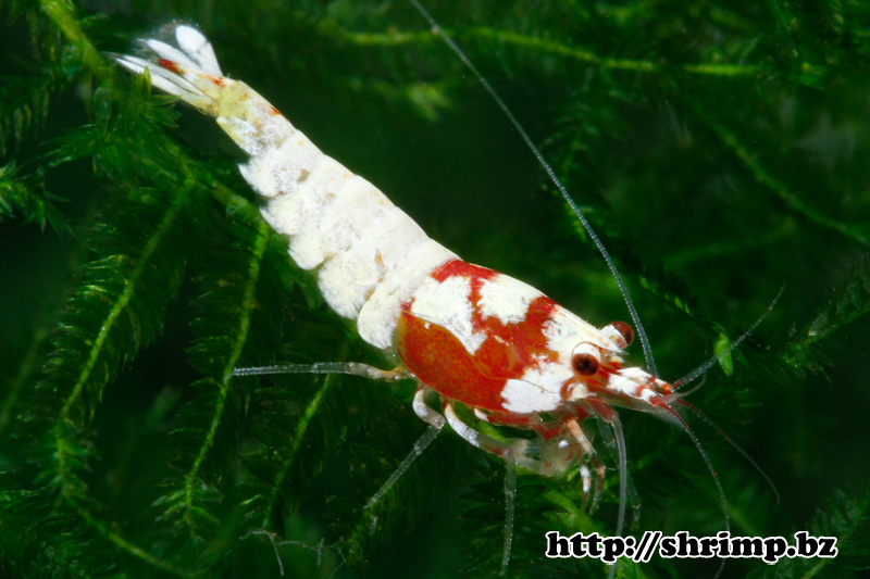 hybrid-shrimp-14