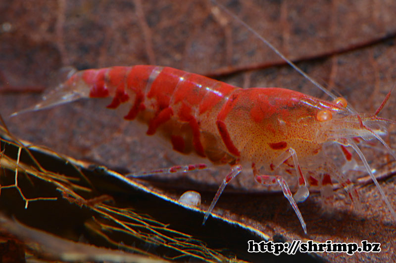hybrid-shrimp-2