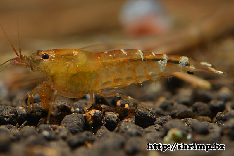 hybrid-shrimp-19