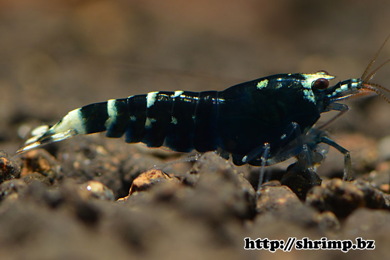 hybrid-shrimp-8