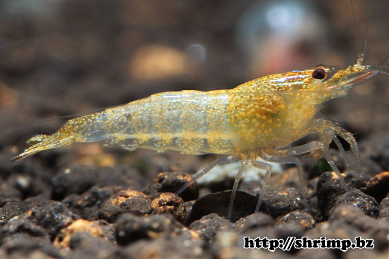 hybrid-shrimp-16