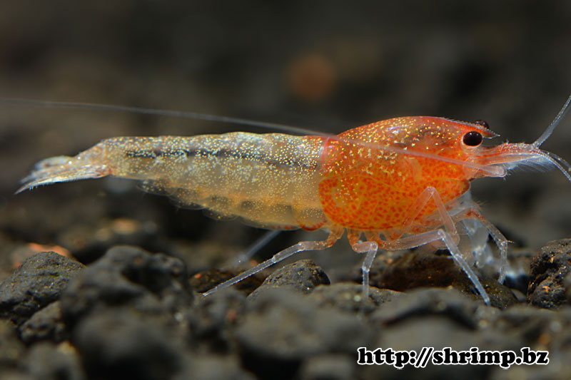 hybrid-shrimp-12
