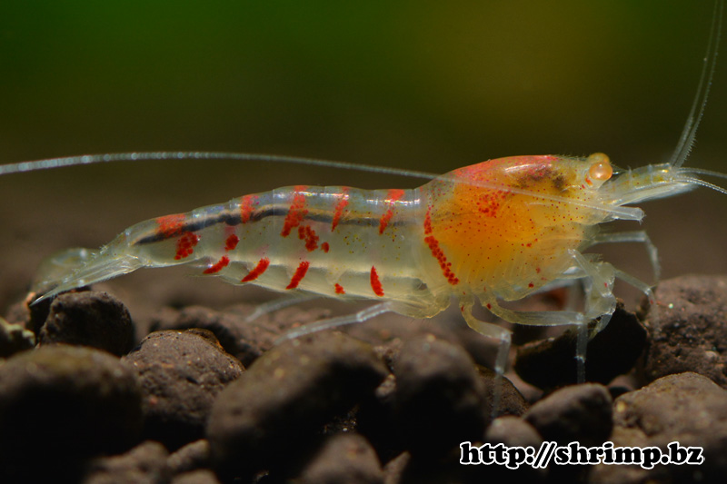 hybrid shrimp 13