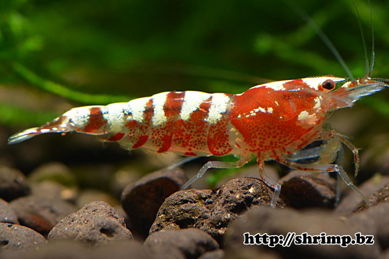 hybrid shrimp 34