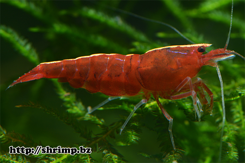 hybrid-shrimp-28