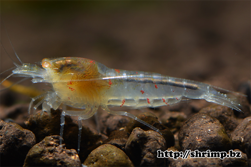 hybrid-shrimp-24