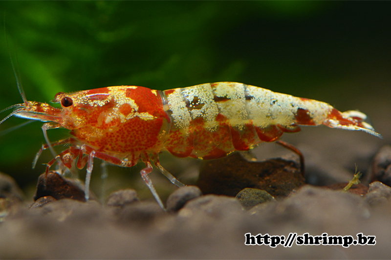 hybrid shrimp 30