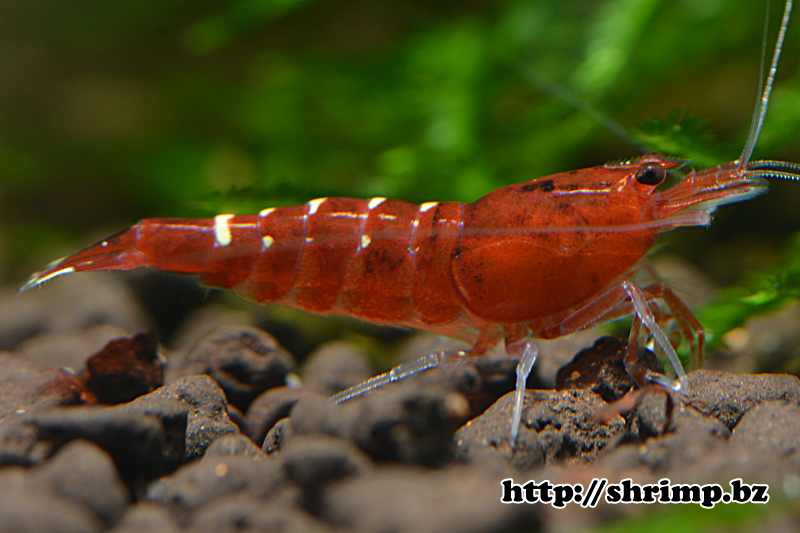 hybrid shrimp 20