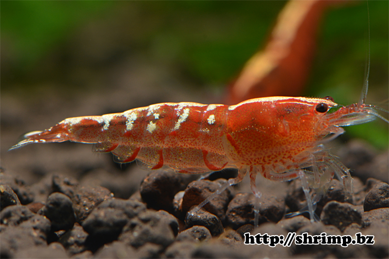hybrid shrimp 31