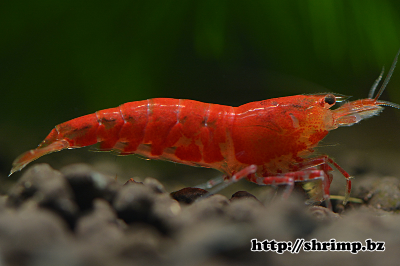 hybrid shrimp 33